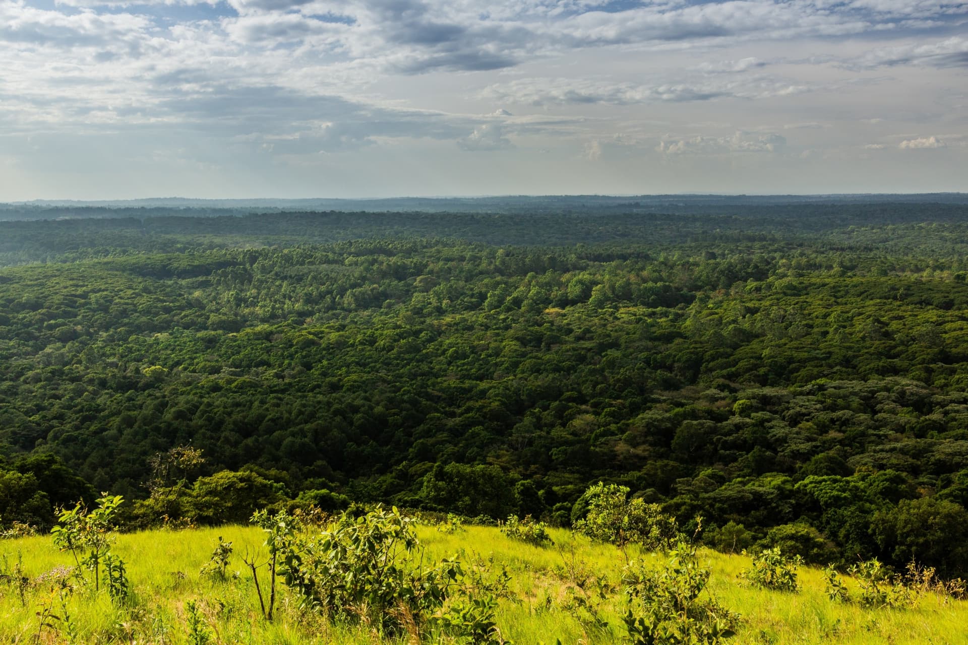 La riserva nazionale della foresta di Kakamega